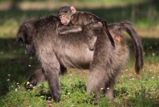 Infant baboon riding on mothers back