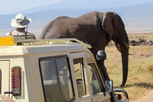 African elephant near a vehicle